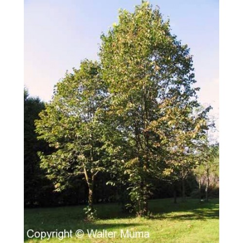 Basswood (2 gallon) Ferguson Tree Nursery